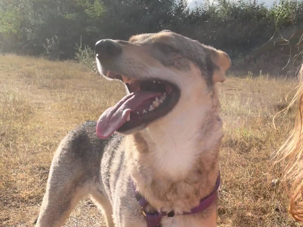 Adotta il cane Luna a Torino