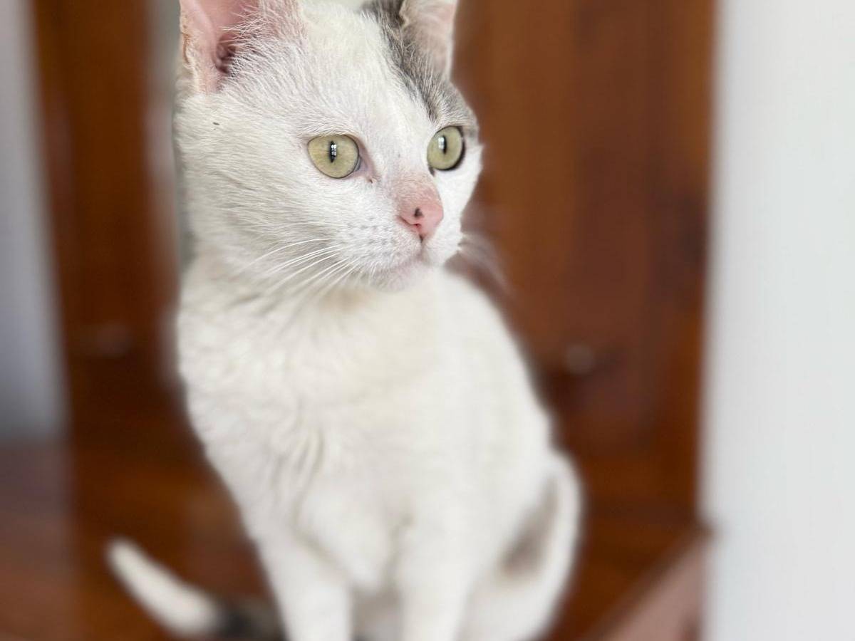 Adotta un gatto, femmina, 10 mesi, Vibo