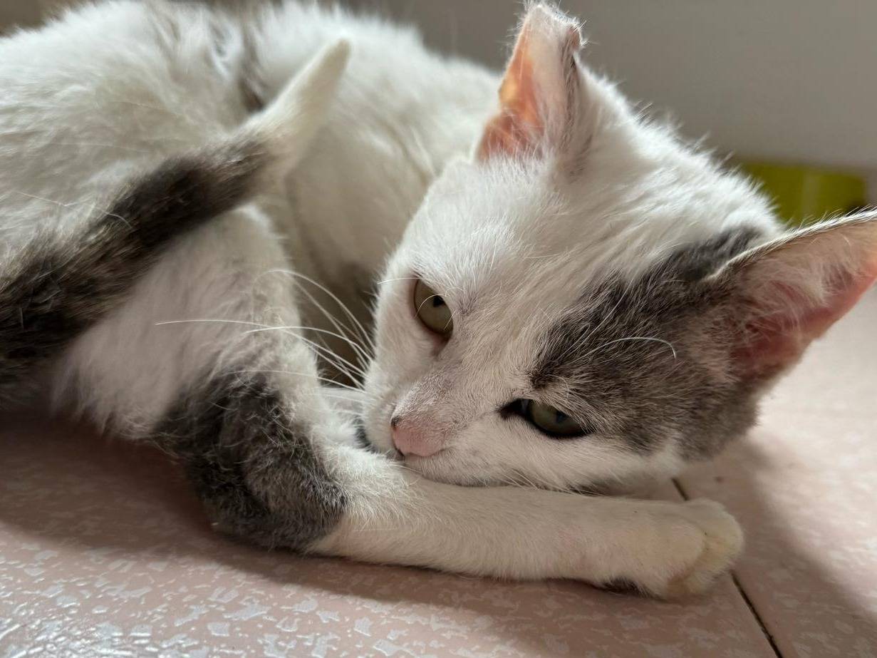 Adotta un gatto, taglia non valida, femmina, Vibo