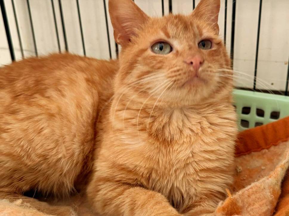 Adotta un gatto, maschio, 5 mesi, Vibo
