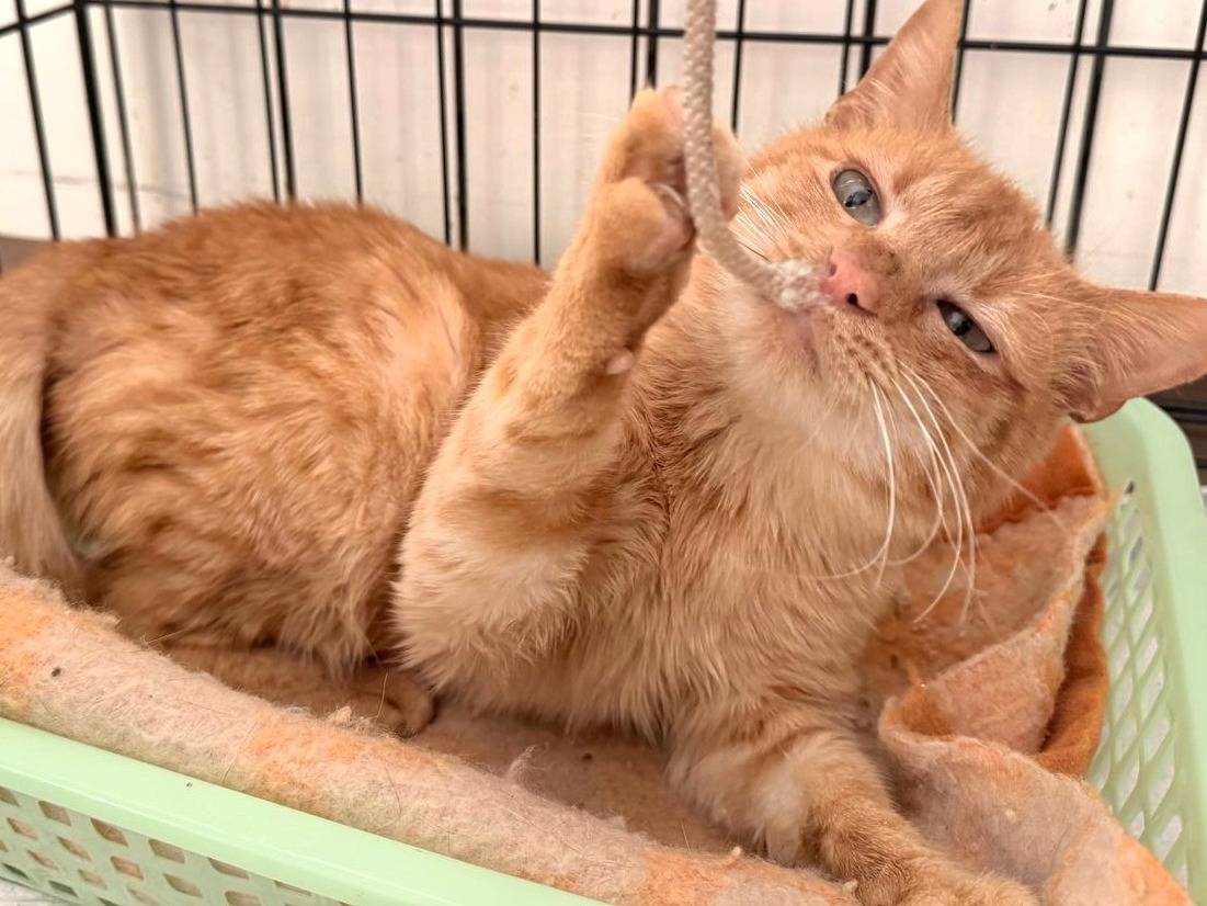 Adotta un gatto, taglia non valida, maschio, Vibo