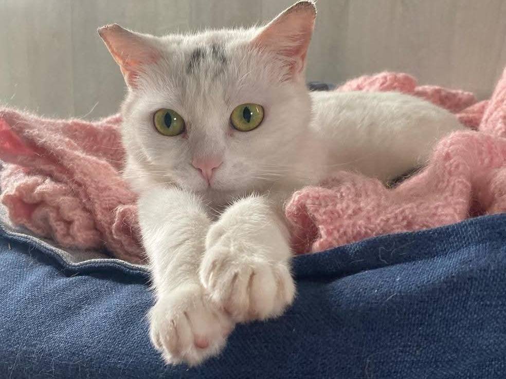 Foto dell'animale