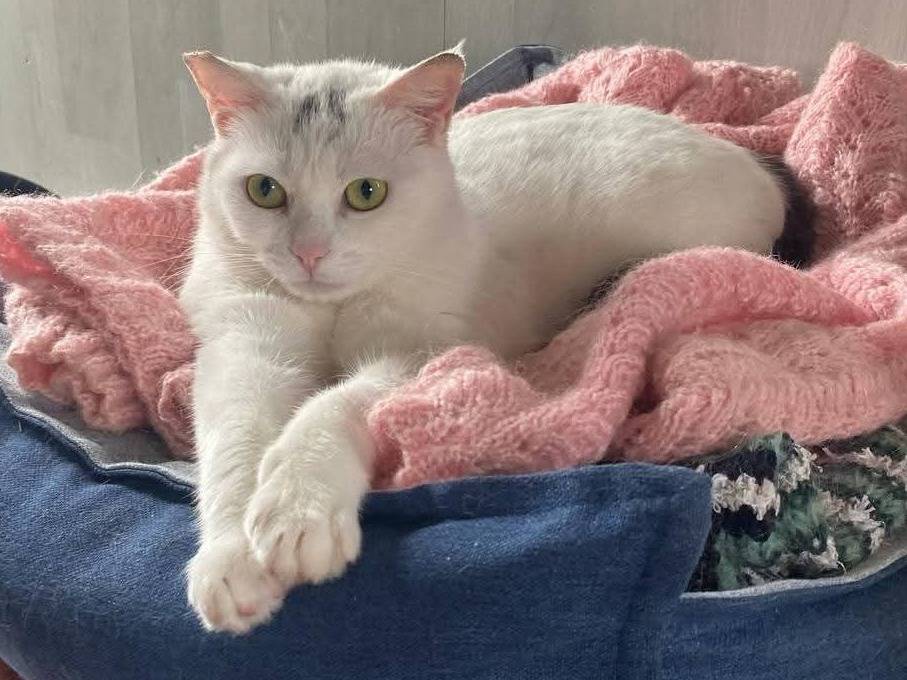 Adotta un gatto, femmina, 10 mesi, Bari