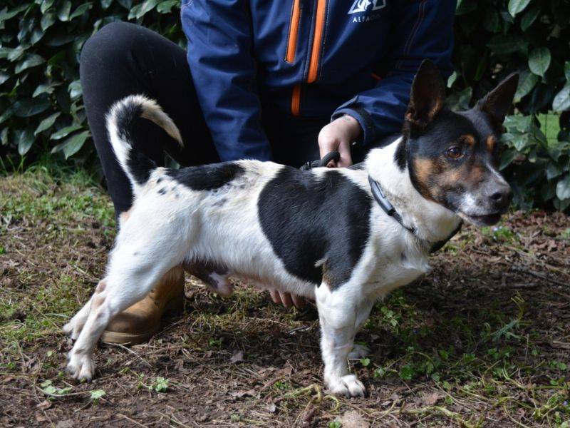 Adotta un cane, taglia piccola, maschio, Roma
