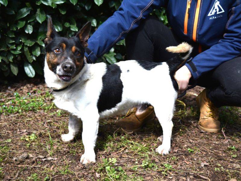 Vuoi adottare un cane a Roma?
