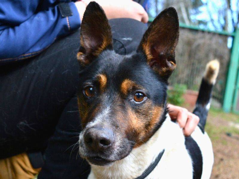Adozione cane, maschio, Jack Russell Terrier Razza sconosciuta, 6 anni  e 2 mesi , taglia piccola, Roma