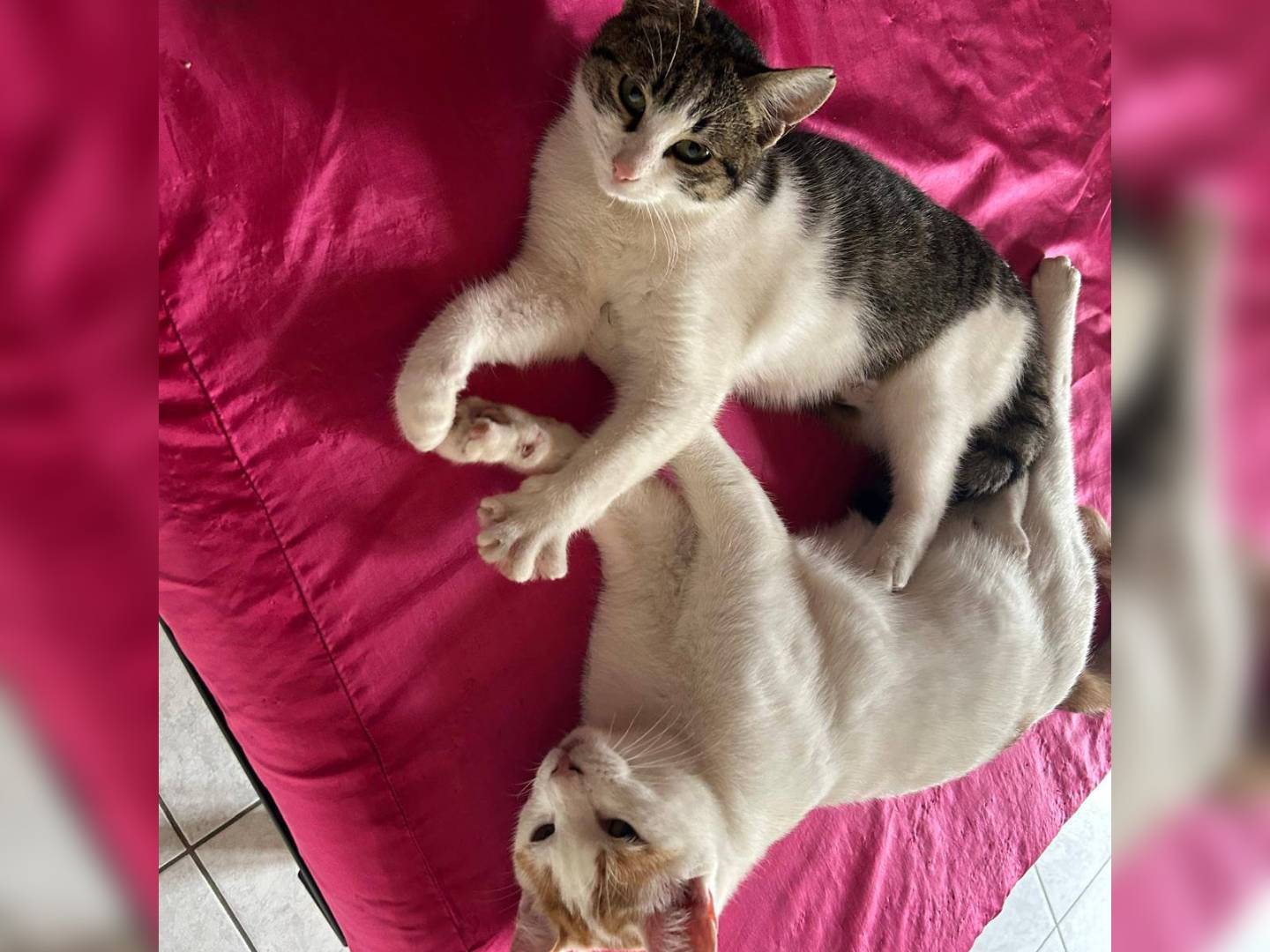 Foto dell'animale