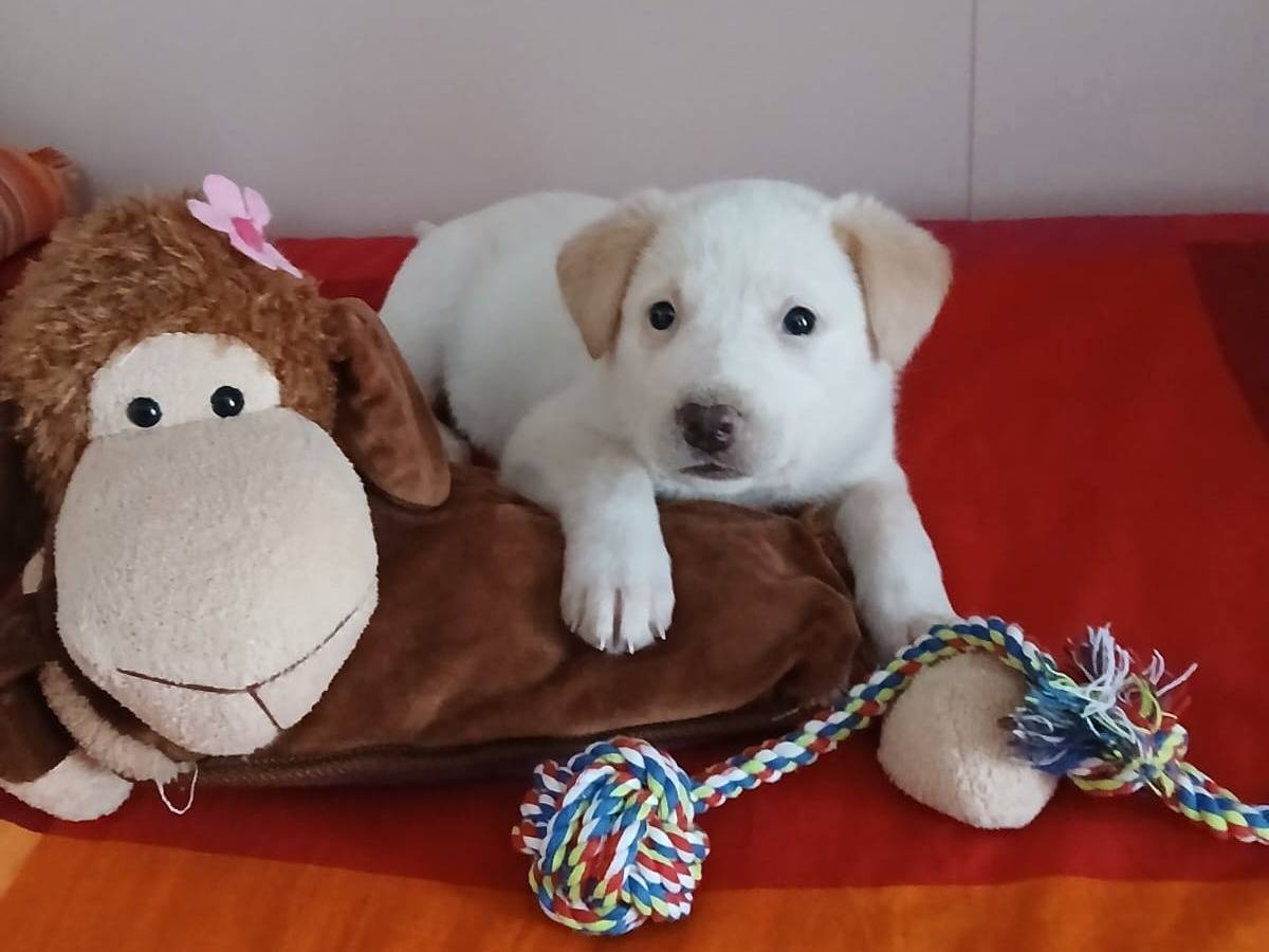 Foto dell'animale