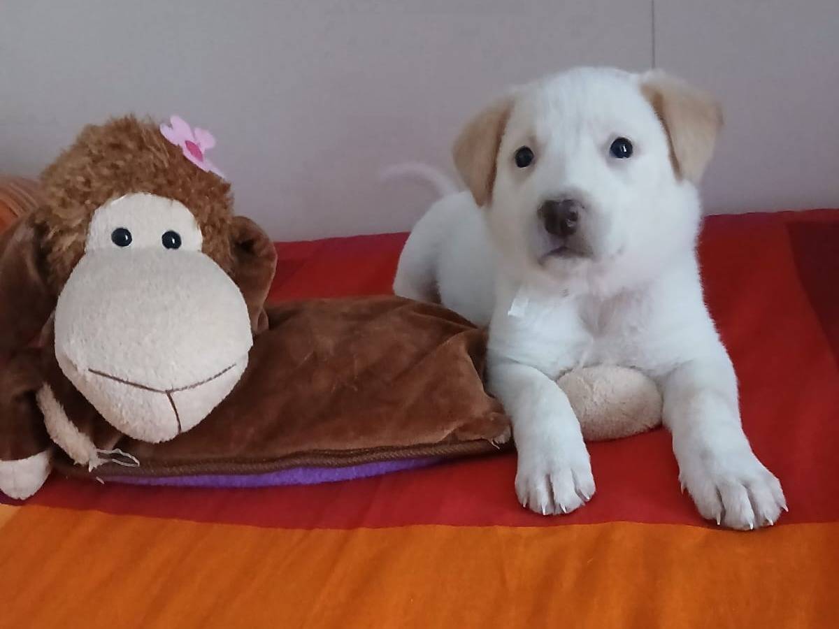 Adotta un cane, femmina, 2 mesi, Bari
