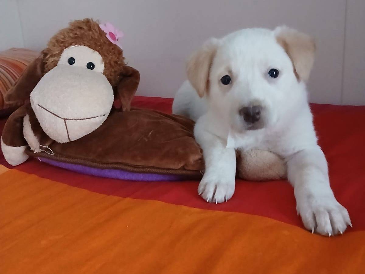 Adotta un cane, taglia media, femmina, Bari