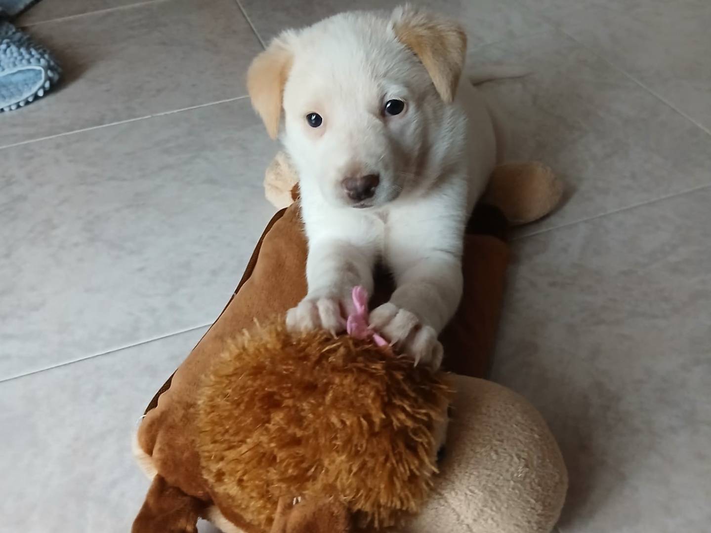 Vuoi adottare un cane a Bari?
