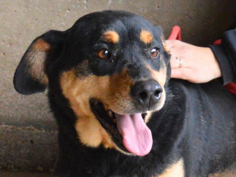 Adozione cane, femmina, Razza sconosciuta Razza sconosciuta, 7 anni e 6 mesi, taglia media, Roma