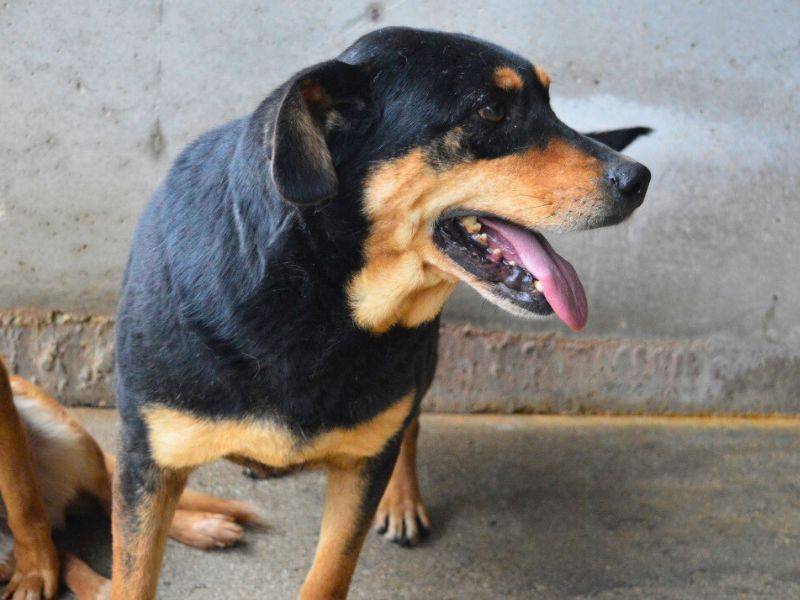 Adotta un cane, femmina, 7 anni e 6 mesi, Roma