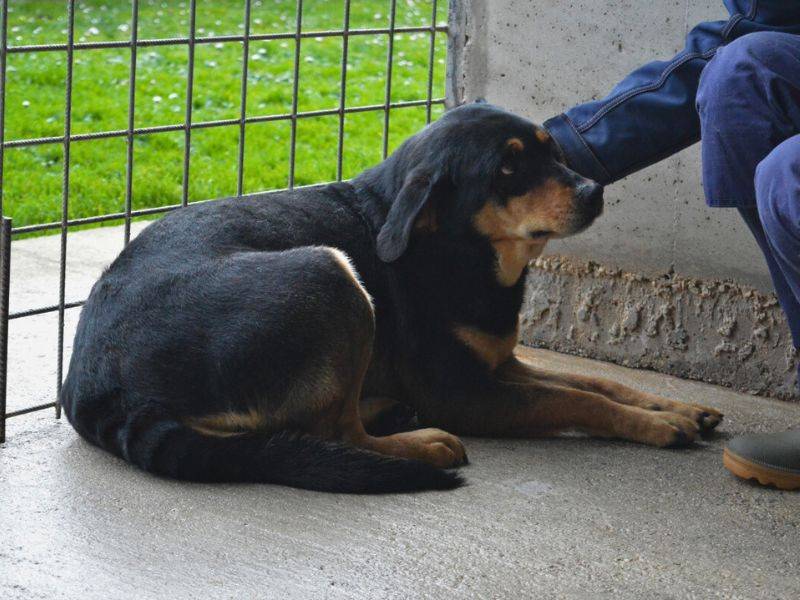 Adotta un cane, taglia media, femmina, Roma