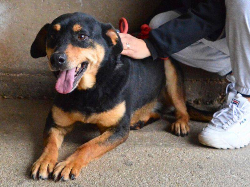 Vuoi adottare un cane a Roma?