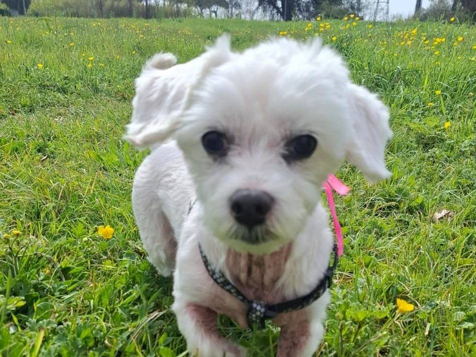 Adozione cane, femmina, Maltese Razza sconosciuta, 10 anni  e 1 mese, taglia piccola, Latina