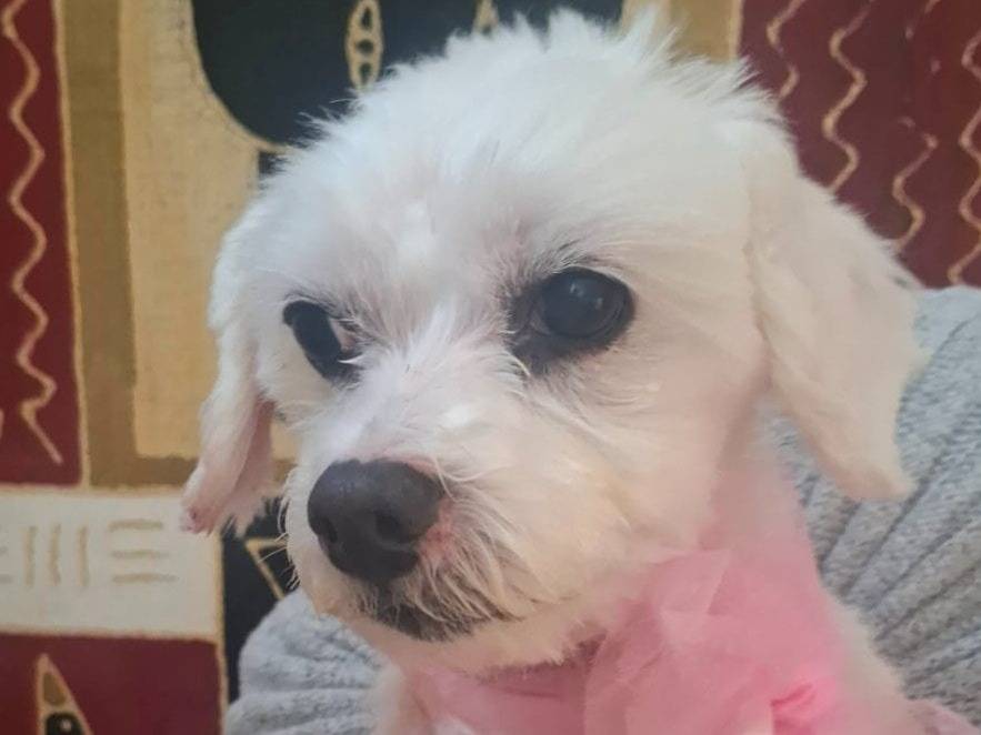 Adotta un cane, femmina, 10 anni  e 1 mese, Latina