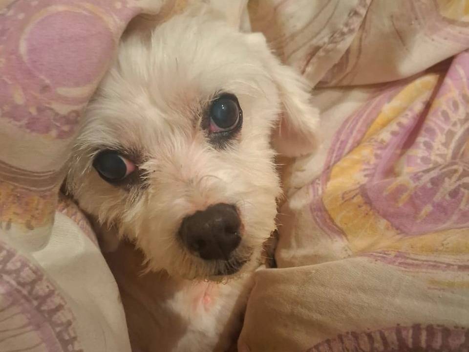 Adotta un cane, taglia piccola, femmina, Latina