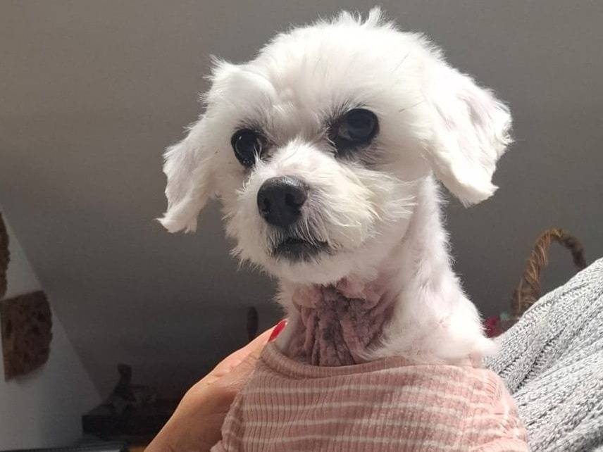 Vuoi adottare un cane a Latina?