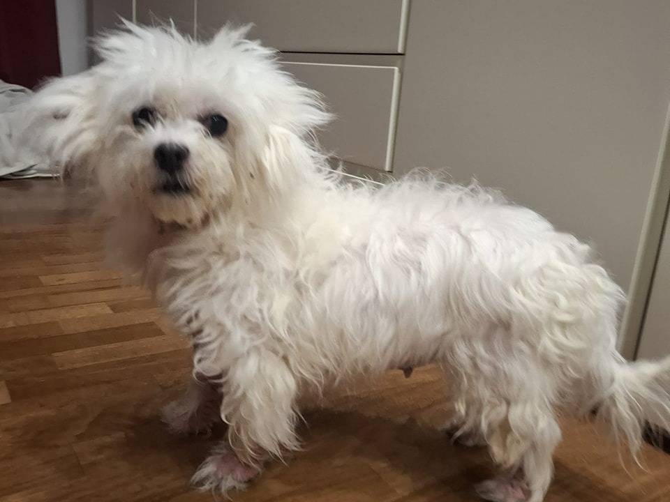 Adotta il cane Laila a Latina