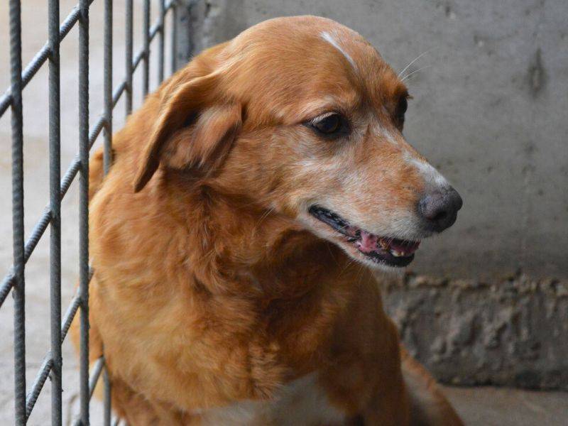 Adotta un cane, femmina, 10 anni  e 5 mesi , Roma