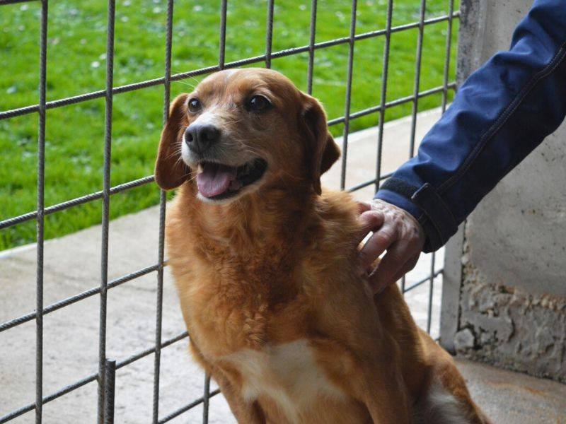 Adotta un cane, taglia media, femmina, Roma