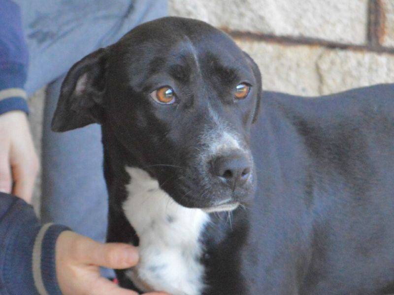 Adotta un cane, femmina, 2 anni  e 7 mesi , Roma
