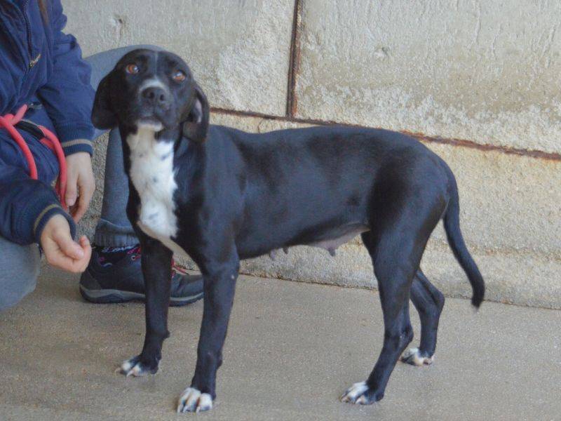 Adotta un cane, taglia media, femmina, Roma