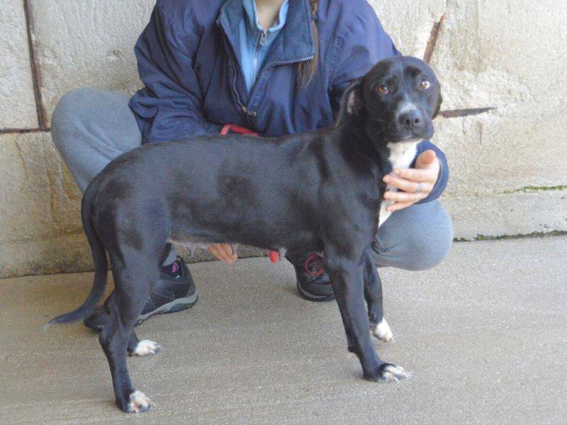 Vuoi adottare un cane a Roma?