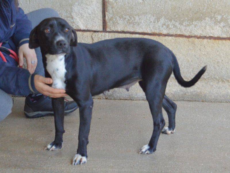 Adotta il cane Robertha a Roma