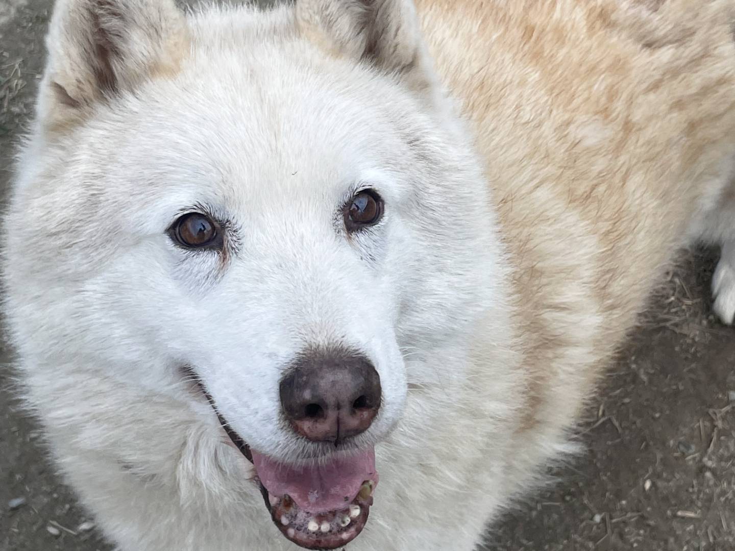 Adotta un cane, femmina, 13 anni  e 10 mesi , Torino
