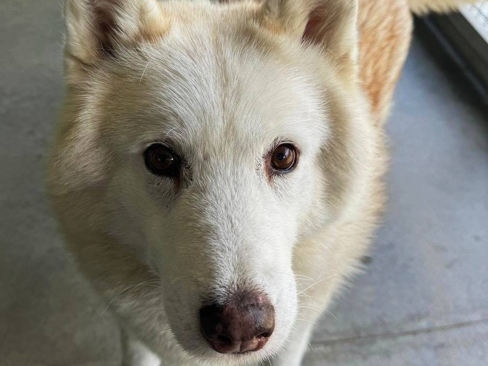 Adotta un cane, taglia grande, femmina, Torino