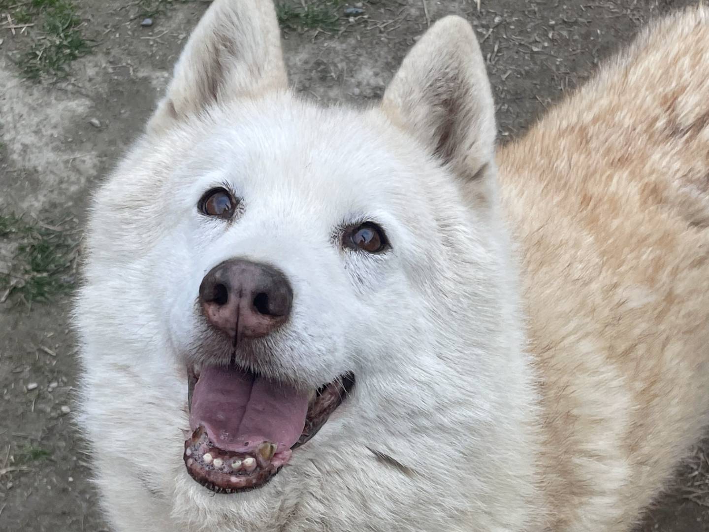 Vuoi adottare un cane a Torino?