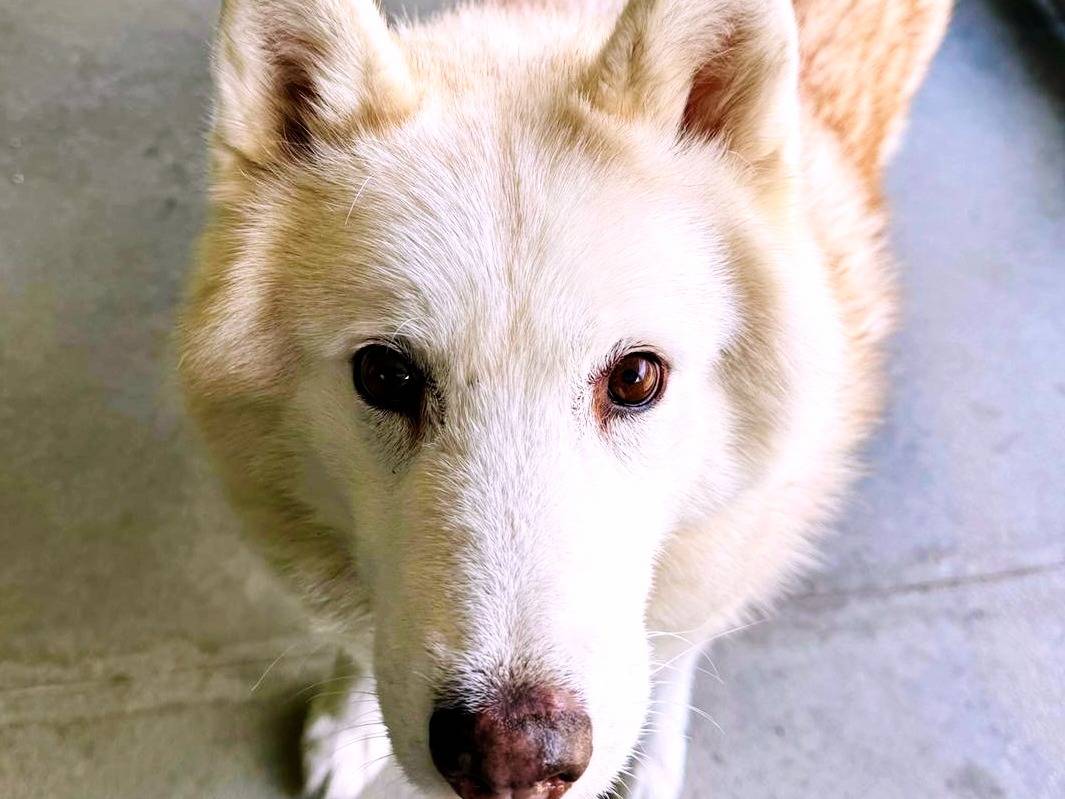 Adotta il cane Dulcis a Torino