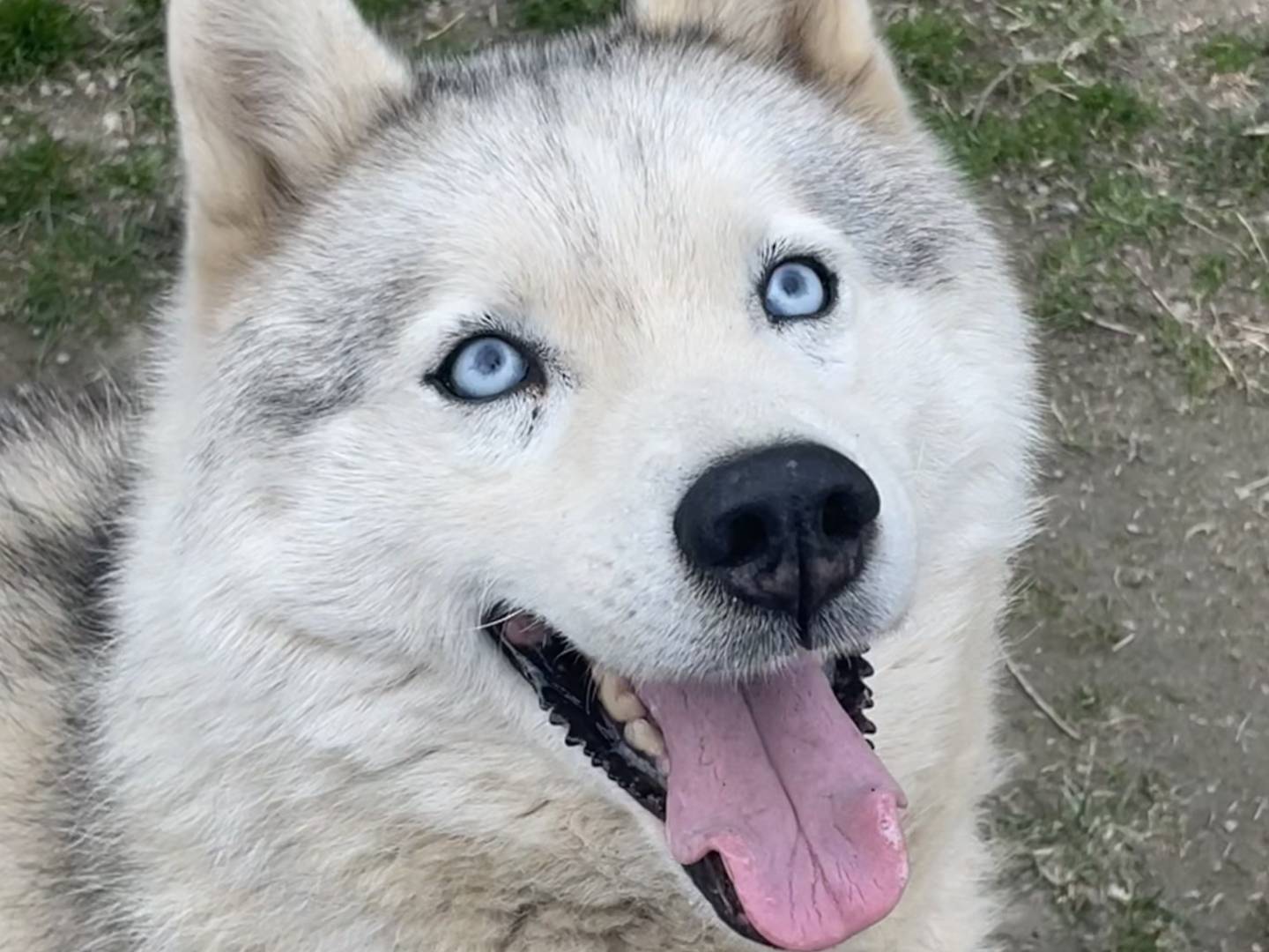 Adotta un cane, femmina, 10 anni  e 10 mesi , Torino
