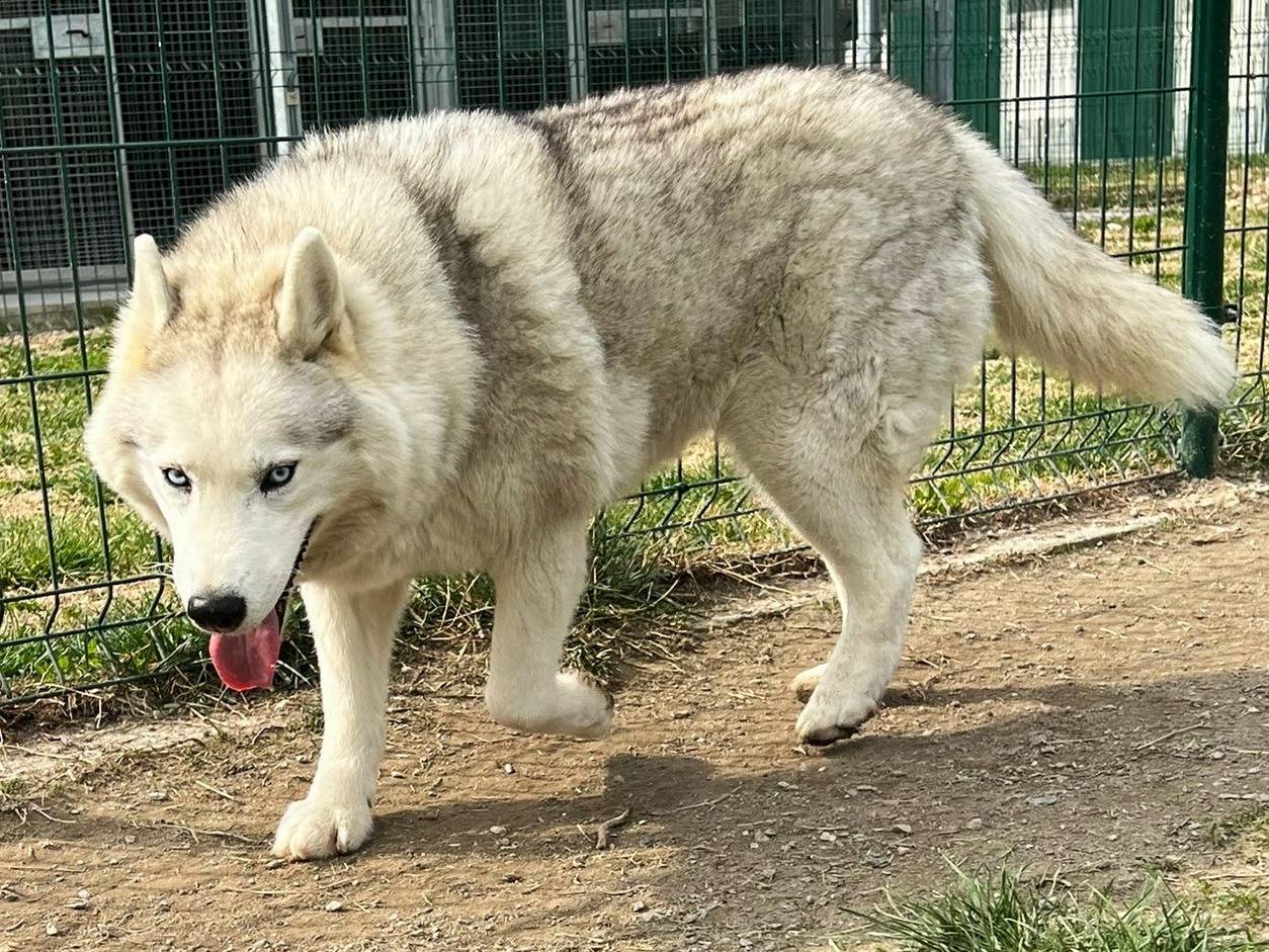 Adotta un cane, taglia grande, femmina, Torino