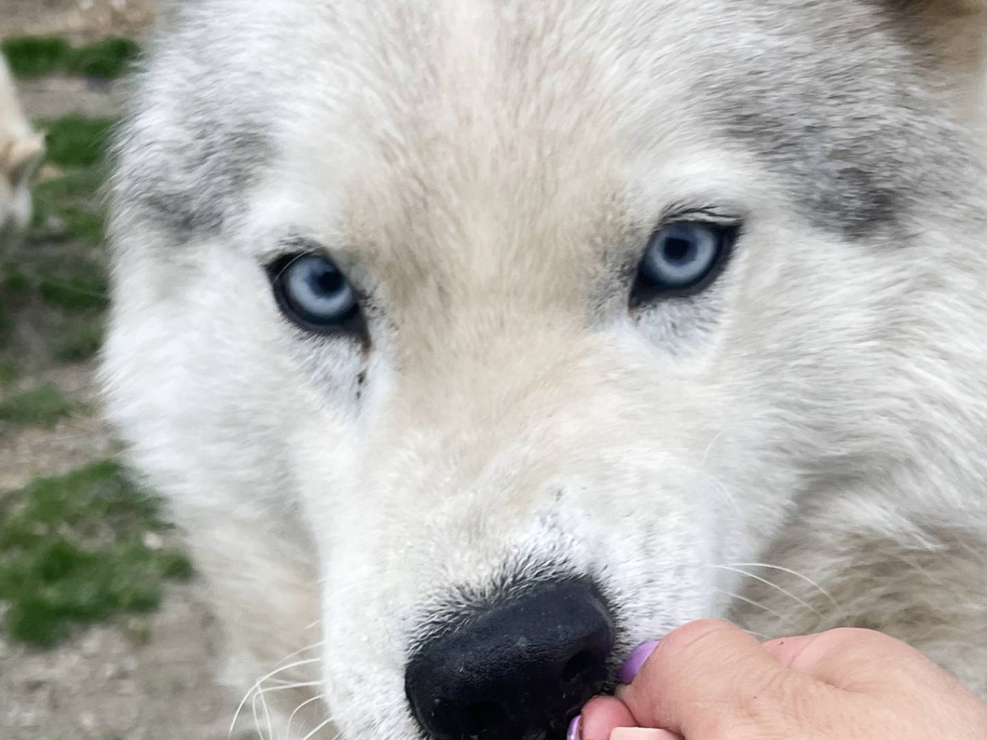 Vuoi adottare un cane a Torino?