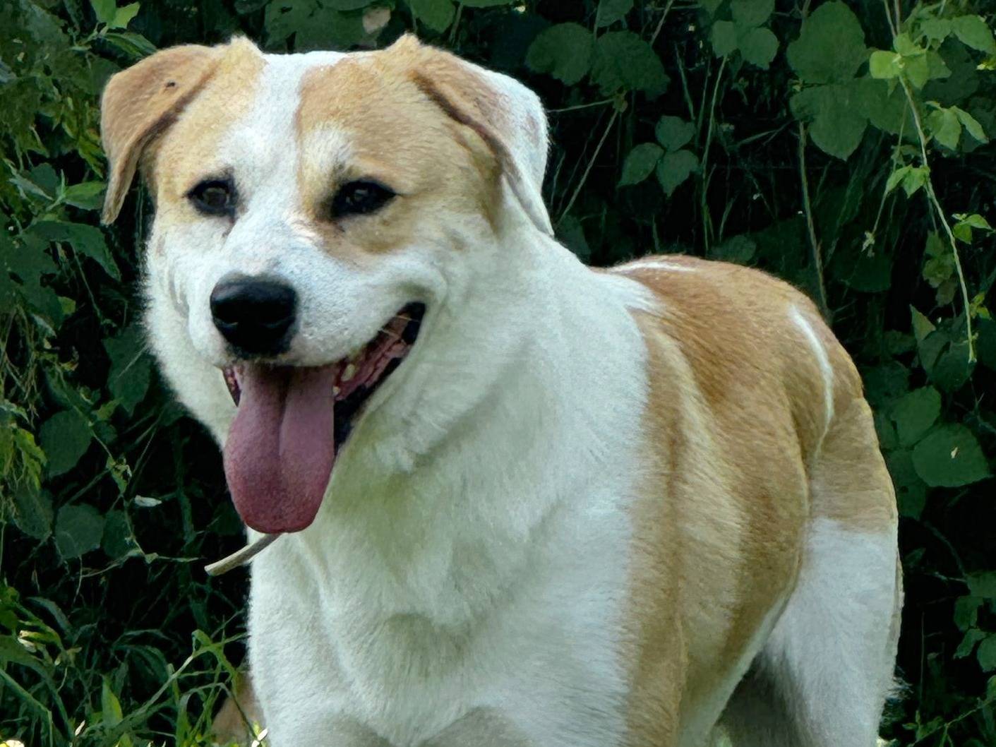 Adotta un cane, maschio, 2 anni  e 11 mesi , Torino
