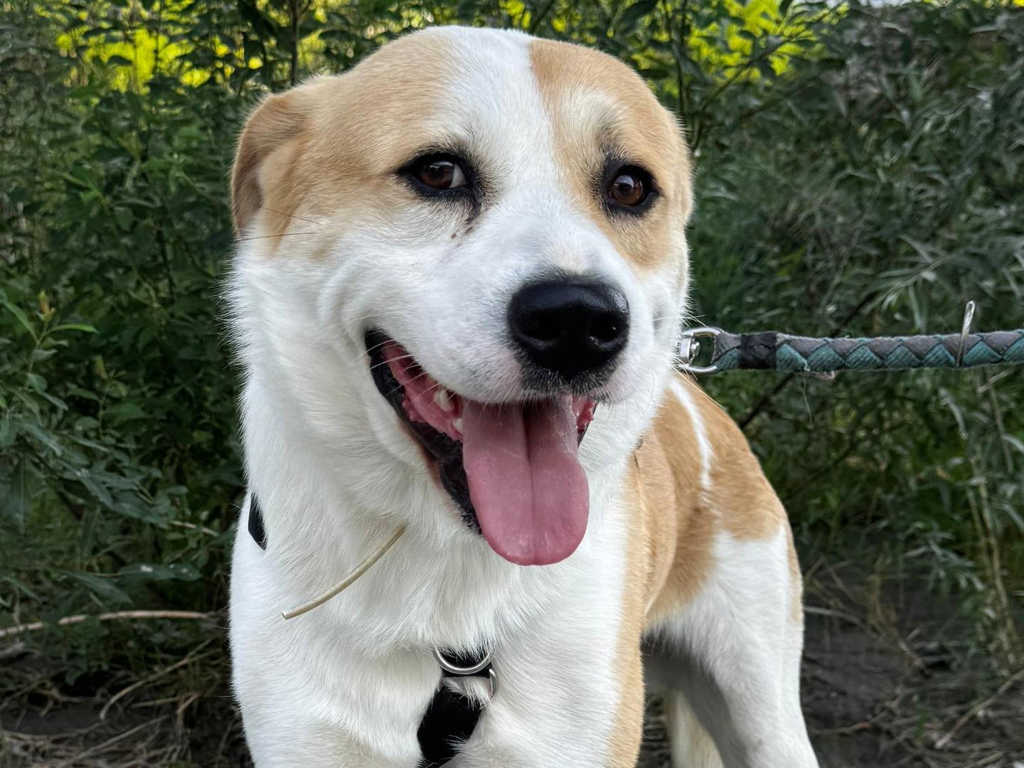 Adotta un cane, taglia media, maschio, Torino