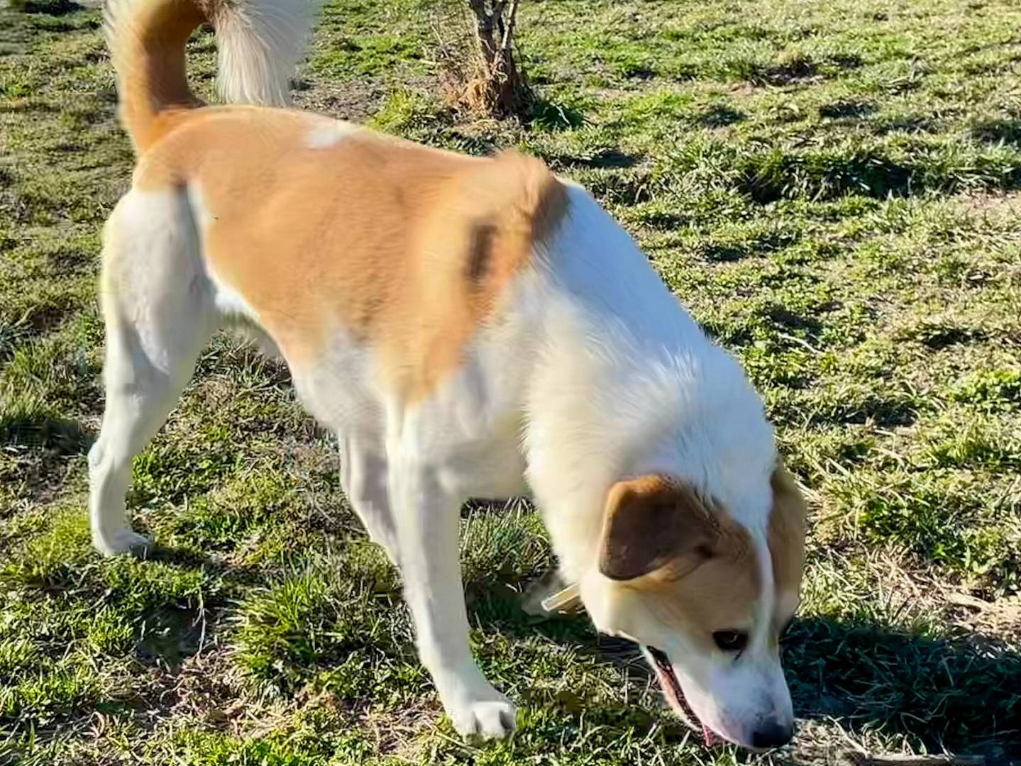 Vuoi adottare un cane a Torino?