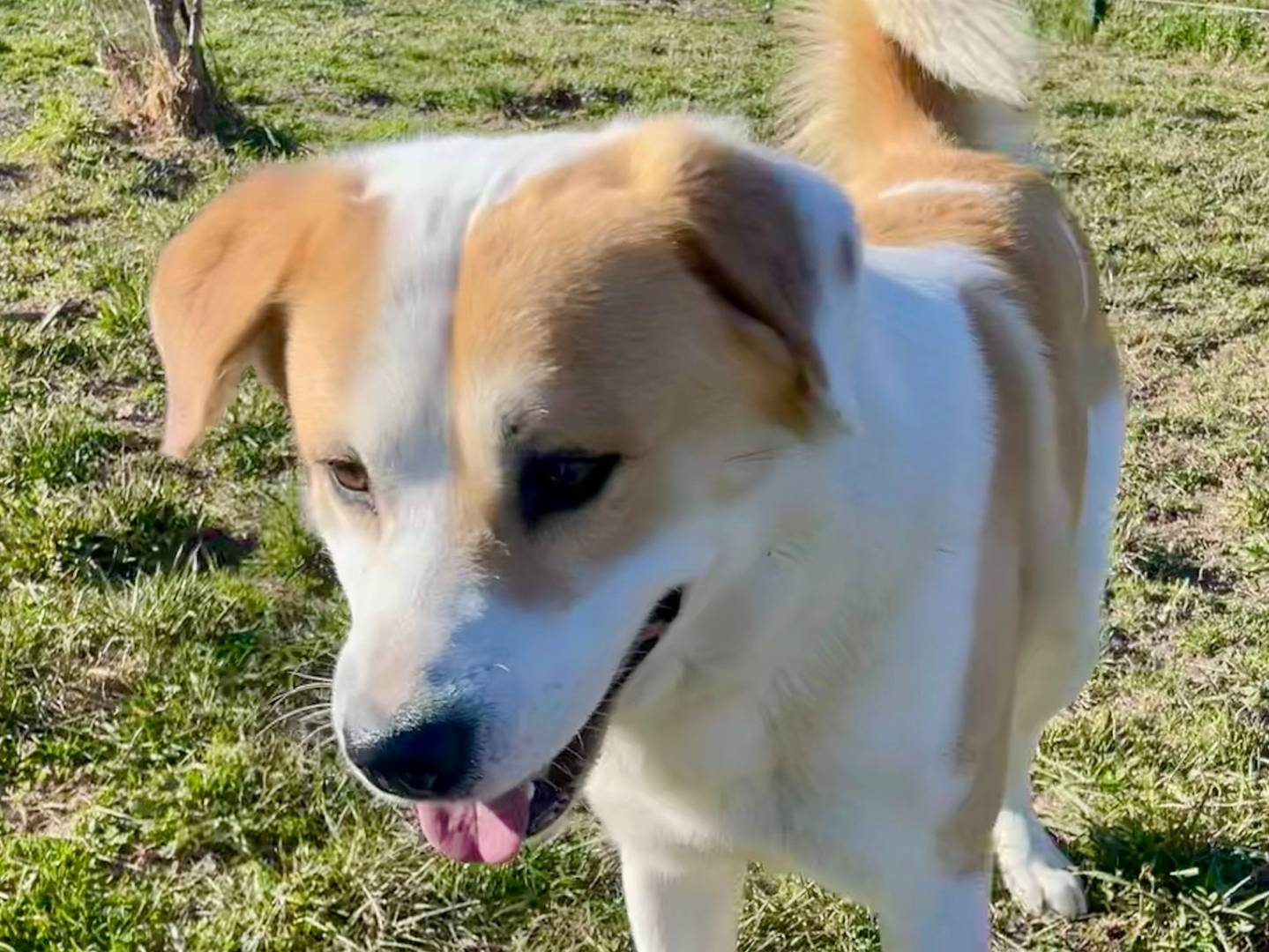 Adotta il cane Nemo a Torino