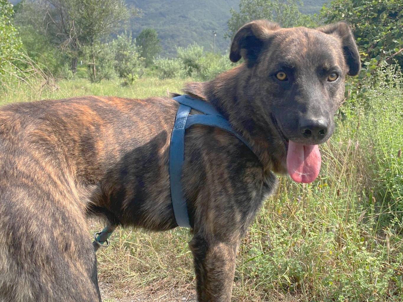 Foto dell'animale