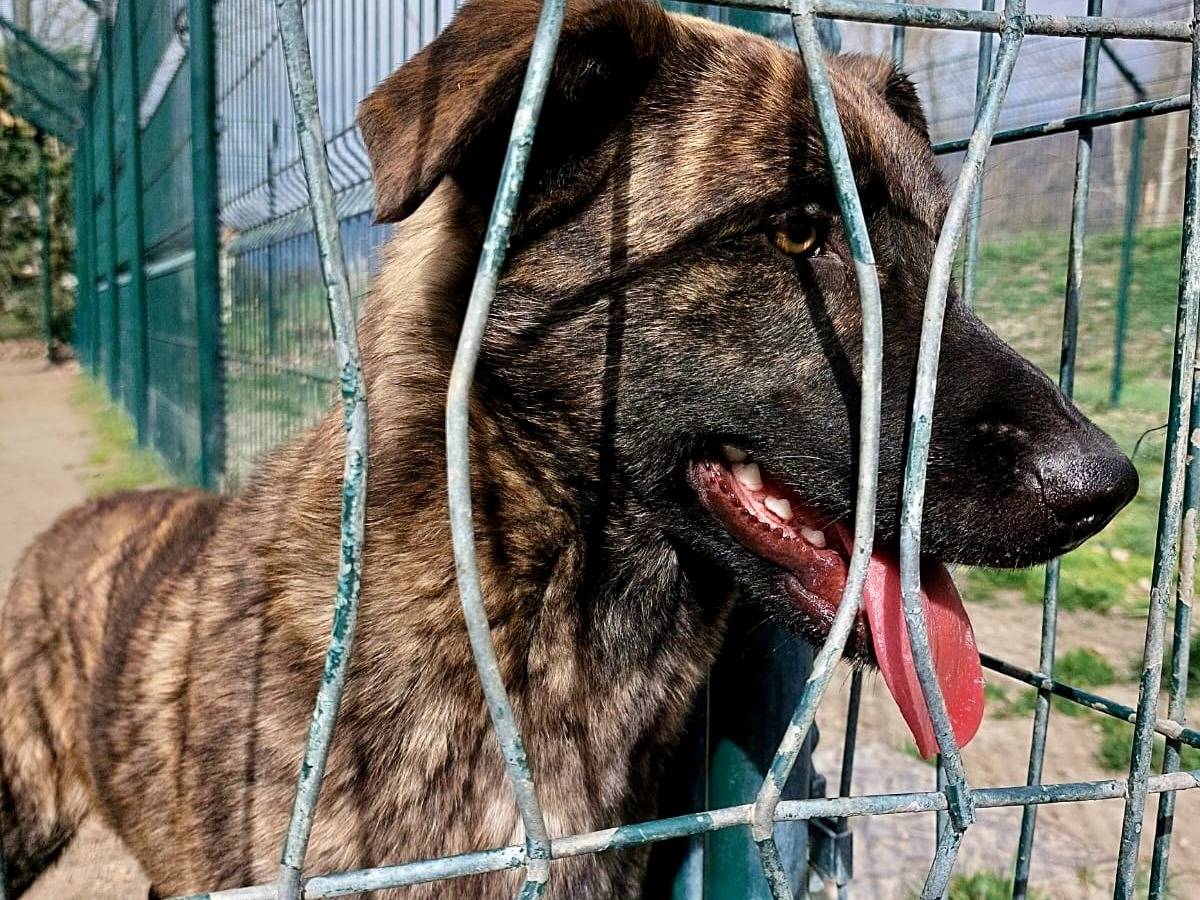 Adotta un cane, taglia media contenuta, maschio, Torino