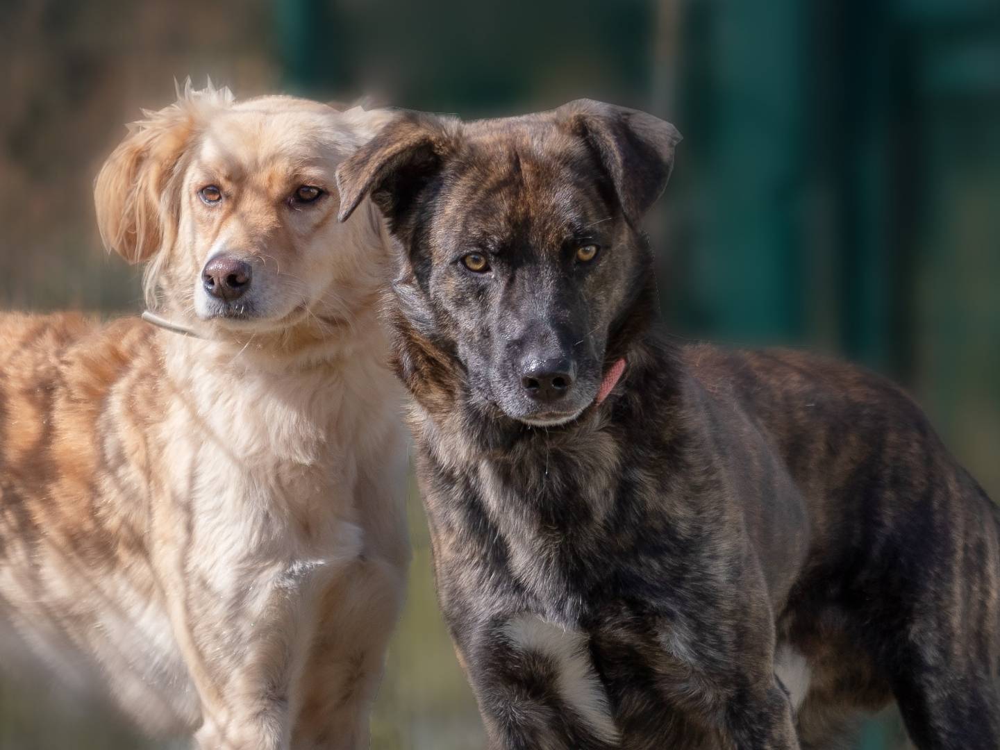 Vuoi adottare un cane a Torino?