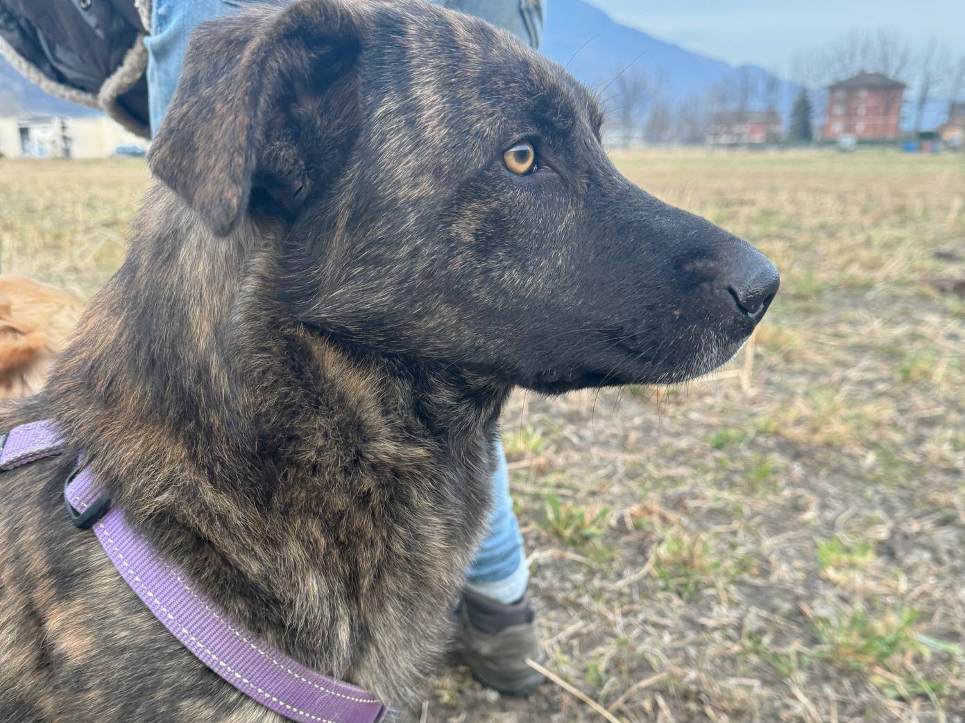 Adotta il cane Tigro a Torino