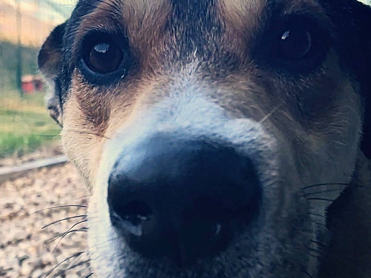 Adotta un cane, maschio, 3 anni , Torino