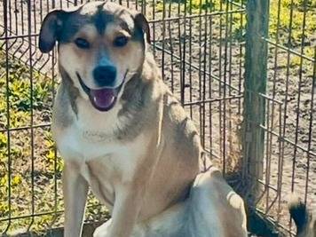 Adotta il cane Milo a Torino