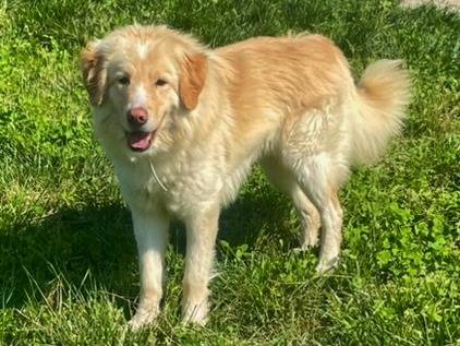 Adotta un cane, femmina, 2 anni  e 9 mesi , Torino