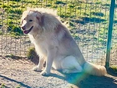 Adotta un cane, taglia media, femmina, Torino