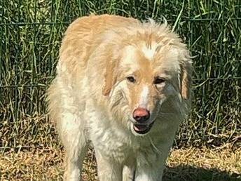 Vuoi adottare un cane a Torino?